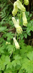 Aconitum umbrosum