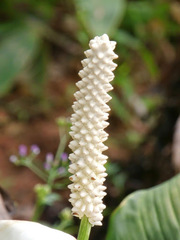 Spathiphyllum wallisii