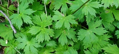 Aconitum umbrosum