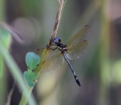 Macrothemis imitans