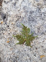 Aleuritopteris shensiensis