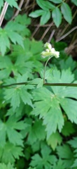 Aconitum umbrosum