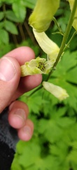 Aconitum umbrosum