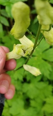 Aconitum umbrosum
