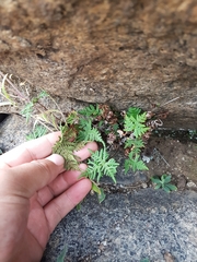 Aleuritopteris shensiensis