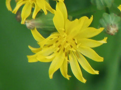 Youngia japonica
