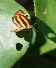 Pantoporia paraka