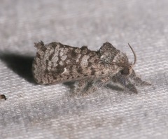 Givira francesca