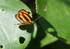 Pantoporia paraka