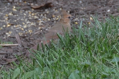 Cardinalis cardinalis
