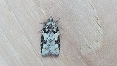 Acleris gloveranus