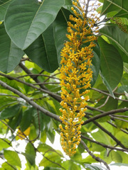 Lophanthera lactescens