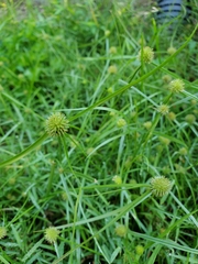 Cyperus brevifolioides