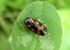 Cercopis intermedia