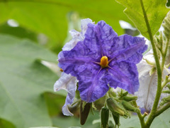 Solanum wrightii