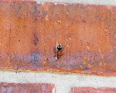 Dasymutilla quadriguttata