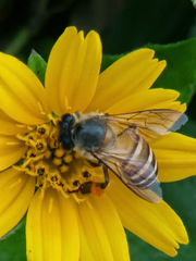 Apis cerana