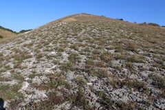 Hedysarum ucrainicum