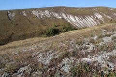 Hedysarum ucrainicum