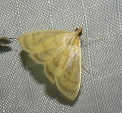 Crocidophora tuberculalis