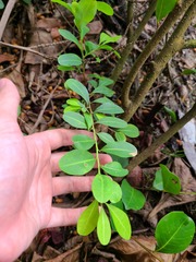 Erythroxylum brevipes
