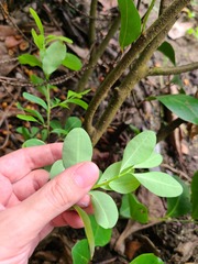 Erythroxylum brevipes