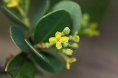 Wikstroemia retusa