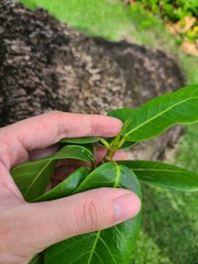Ficus trigonata