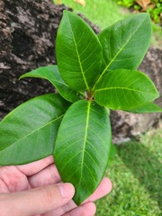 Ficus trigonata