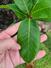 Ficus trigonata