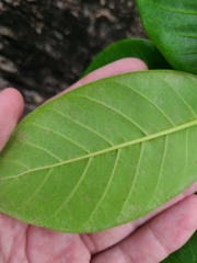 Ficus trigonata