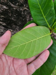 Ficus trigonata