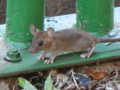Rattus tanezumi