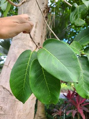 Ficus trigonata
