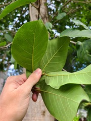 Ficus trigonata