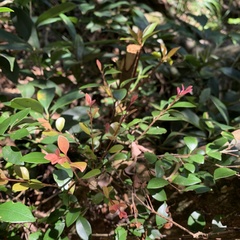 Syzygium elliptifolium