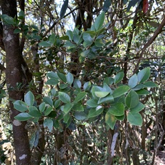 Syzygium elliptifolium