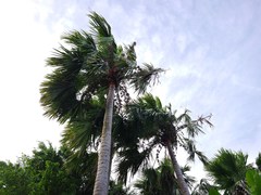 Saribus rotundifolius