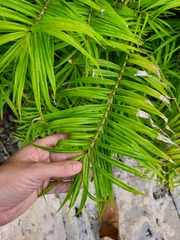 Freycinetia cumingiana
