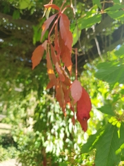Parthenocissus quinquefolia