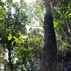 Syzygium elliptifolium