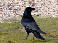 Corvus sinaloae