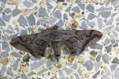 Hypochrosis binexata