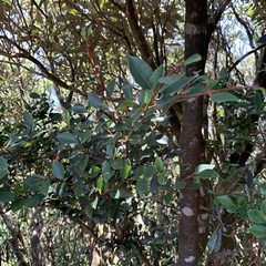 Syzygium elliptifolium