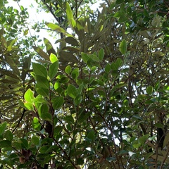 Syzygium elliptifolium
