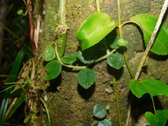 Peperomia pseudohirta