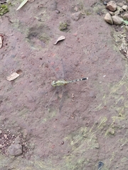 Diplacodes trivialis