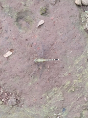 Diplacodes trivialis