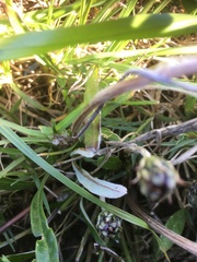 Arctotheca forbesiana