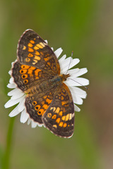 Phyciodes batesii